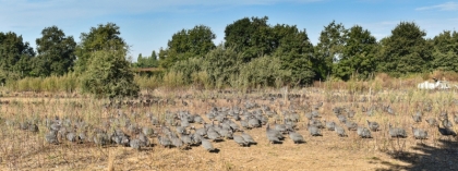 Pintades sur le parcours herbeux