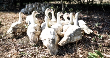 Challans Duckling on pastures