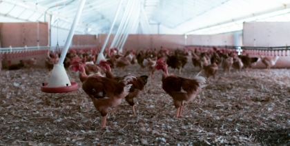 Yellow chicken barn