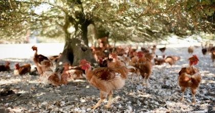 Free range Yellow-leg chicken